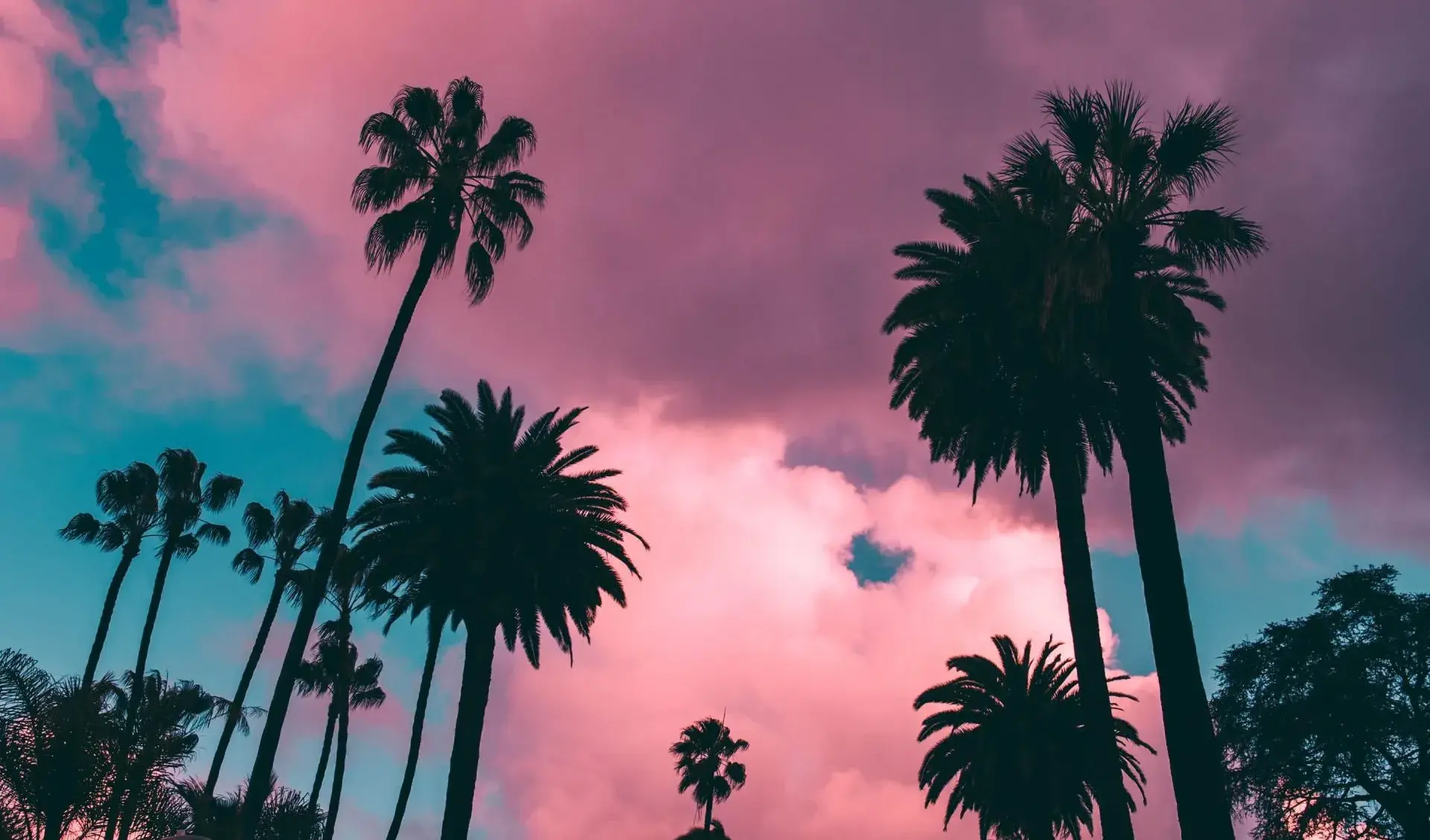 Pink Flamingo Power Wash